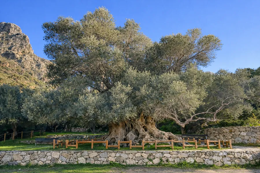 Historic thousand year old olive tree at Kavousi surrounded by nature